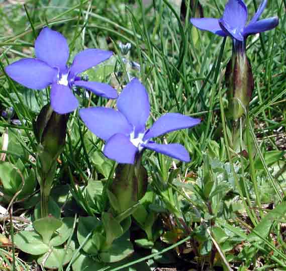 گل سپاس چتری